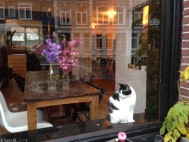 猫の遊び場